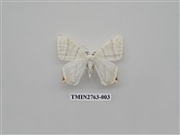 藏品(尺蛾332)的圖片